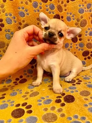 cucciola chihuahua femmina pelo corto crema