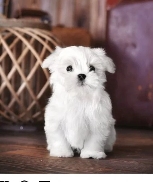 regalo  maltese mini toy