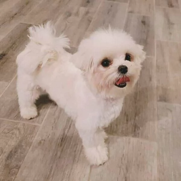 maltese  | Foto 0