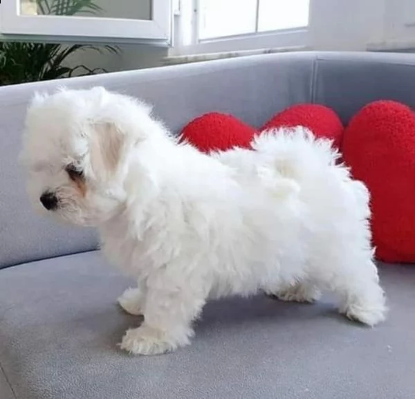 (((((( regalo maltese toy disponibile))))))