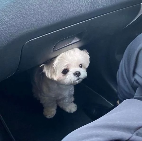 regalo  maltese mini toy,,,,, 