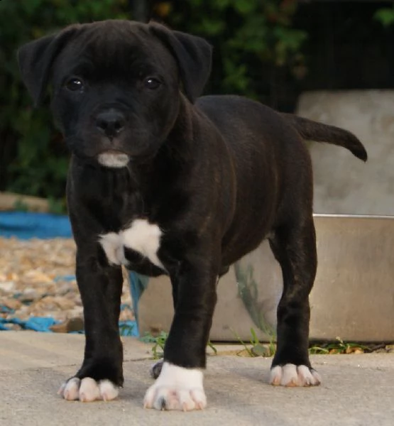 staffordshire bull terrier | Foto 0