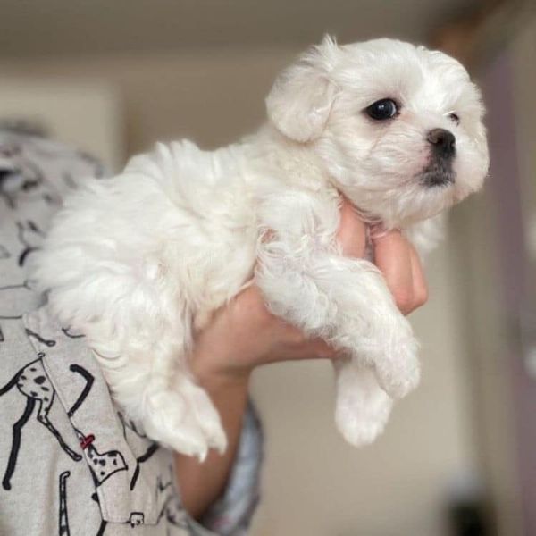 maltese toy cuccioli!!! | Foto 0