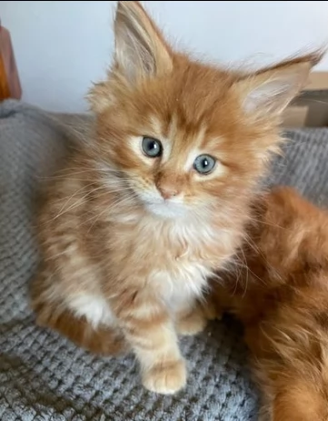 maine coon gattini ben socializzati