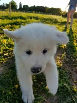 cucciole di pastore maremmano abruzzese