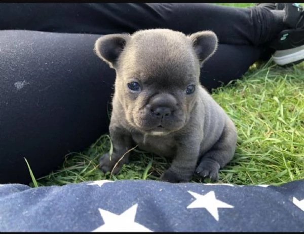 regalo cuccioli di bulldog francese,.,.,.,.,