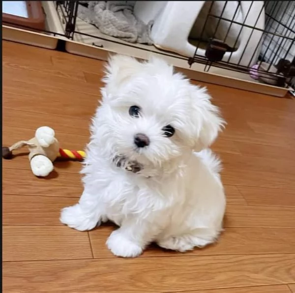 ,,,,,regalo maltese toy,,,,,,, 