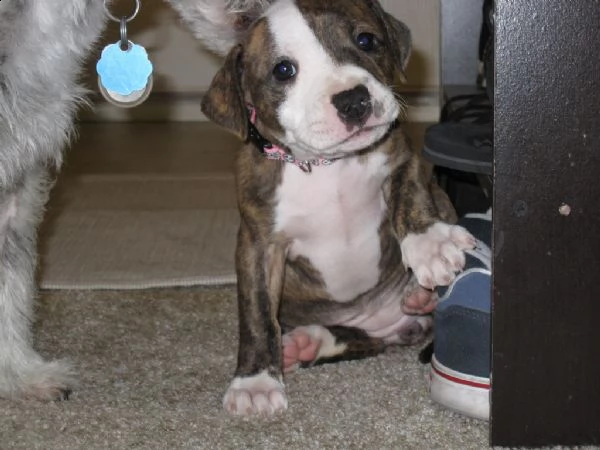 cucciole american pitbull terrier