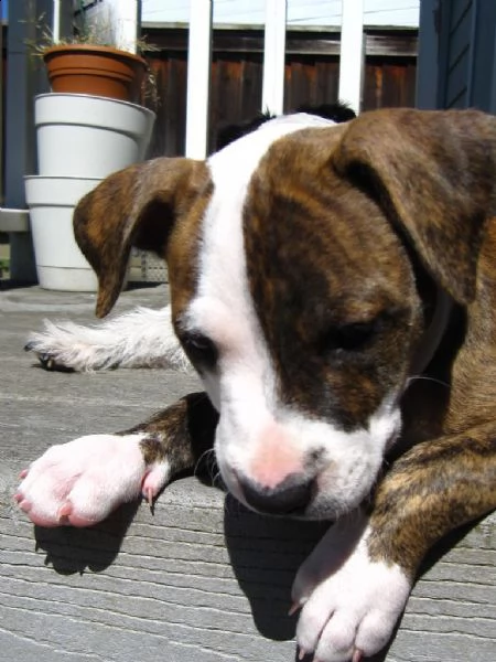 cucciole american pitbull terrier | Foto 0