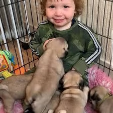 disponibili cuccioli carlino | Foto 1