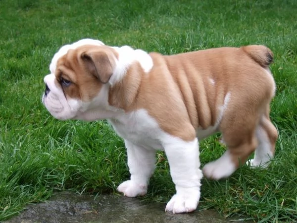 regalo bulldog inglese cuccioli disponibili,.,.,.,.,