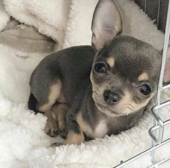 chihuahua 