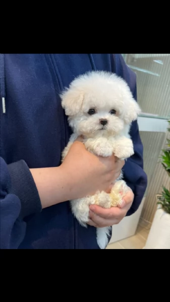 maltese 