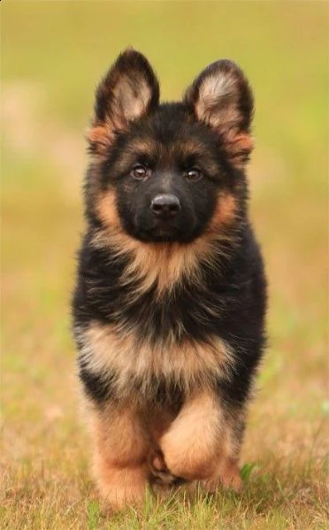  regalo cuccioli pastore tedesco cuccioli di pastore tedesco sono 3 femmine e 2 maschio. le foto son
