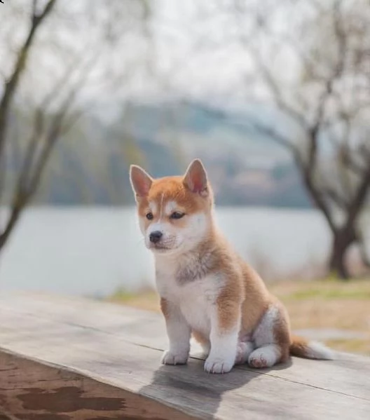  regalo cuccioli shiba inu cuccioli shiba inu maschio e femmina disponibile. tutti i documenti sono 