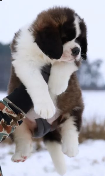 cuccioli disponibili