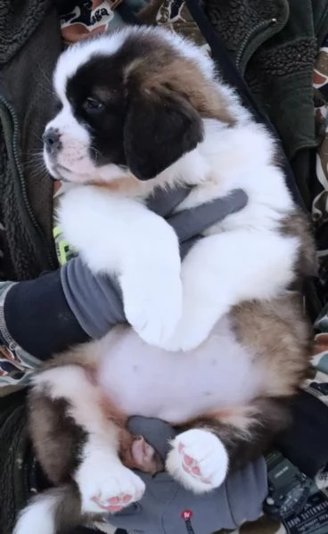 cuccioli disponibili | Foto 6