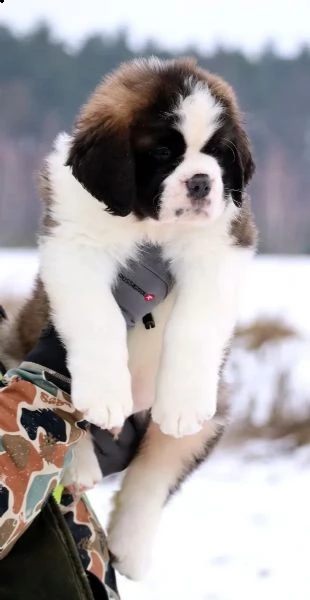 cuccioli disponibili | Foto 5