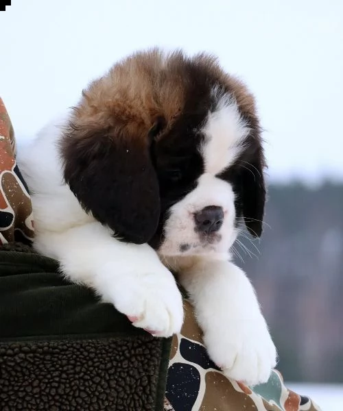 cuccioli disponibili | Foto 4