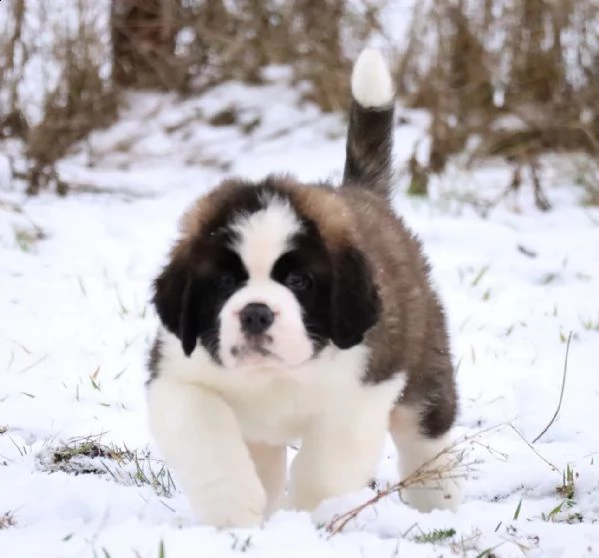 cuccioli disponibili | Foto 3