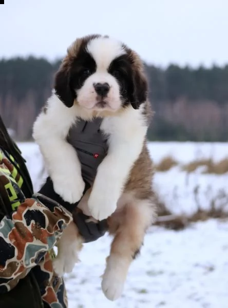 cuccioli disponibili | Foto 1