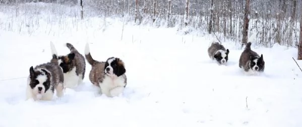 cuccioli disponibili | Foto 0