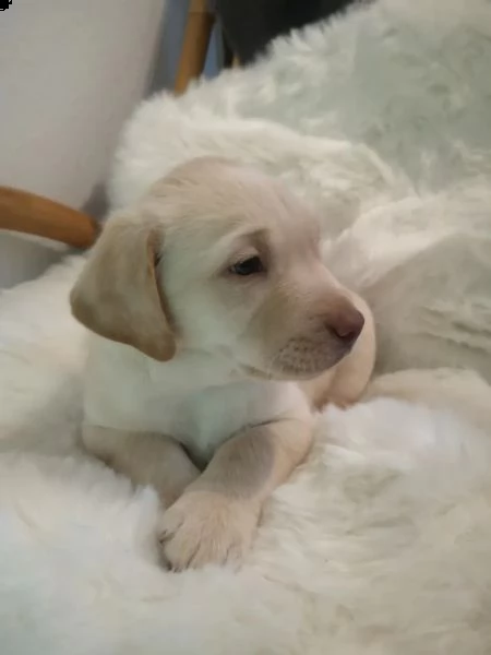 fantastici cuccioli labrador | Foto 3