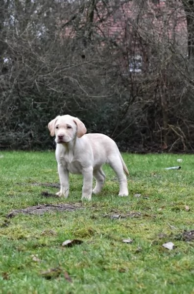 fantastici cuccioli labrador | Foto 2