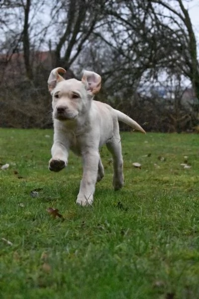 fantastici cuccioli labrador | Foto 1