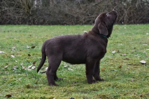 fantastici cuccioli labrador | Foto 0