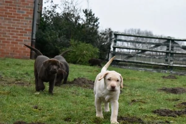 fantastici cuccioli labrador