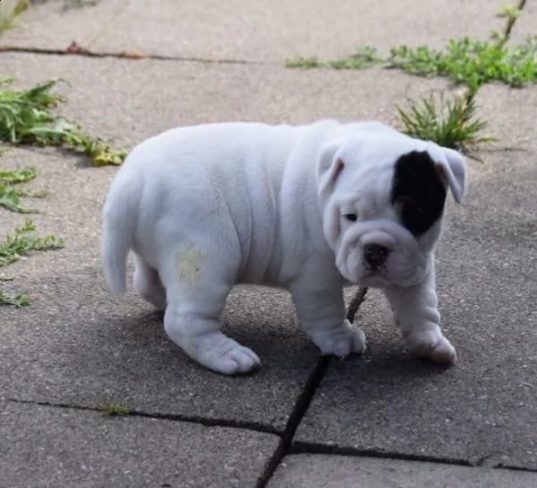 cuccioli bulldog inglese | Foto 1