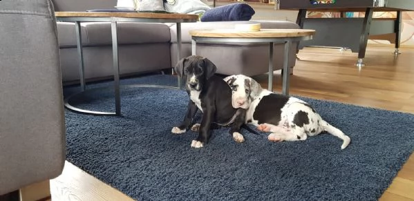 alano blu (con pedegree) per monta | Foto 3