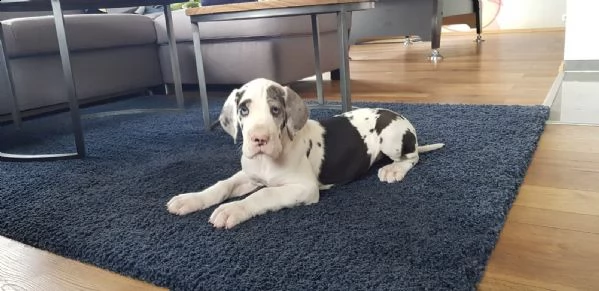 alano blu (con pedegree) per monta | Foto 2