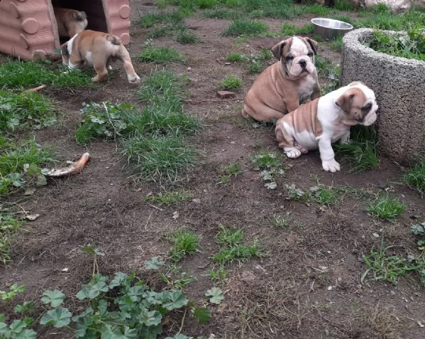 disponibili cuccioli di bulldog inglese | Foto 1