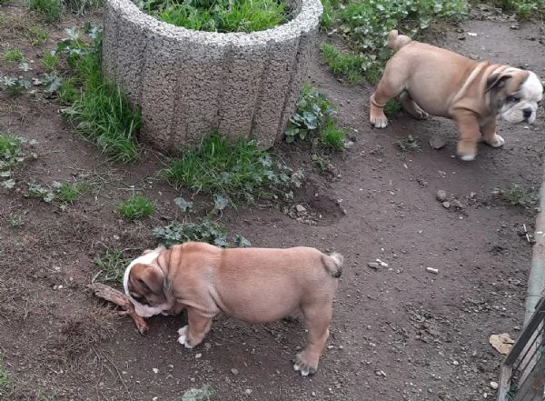 disponibili cuccioli di bulldog inglese | Foto 0