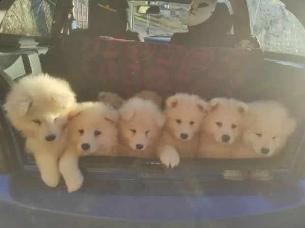 cuccioli samoiedo | Foto 0