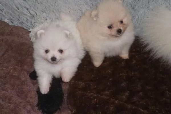  cucciolo volpino pomerania da allevatore | Foto 0