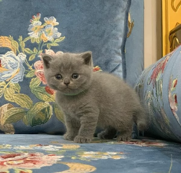 gattini british shorthair | Foto 1