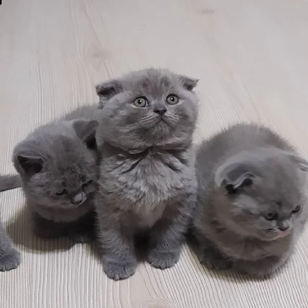 gattini british shorthair | Foto 0