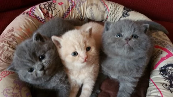 gattini british shorthair