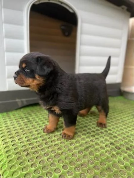 cucciolo di rottweiler