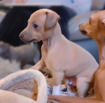 levriero italiano cuccioli