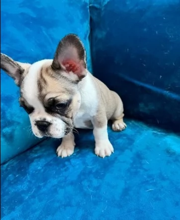 cuccioli di bouledogue francese di razza pura | Foto 1