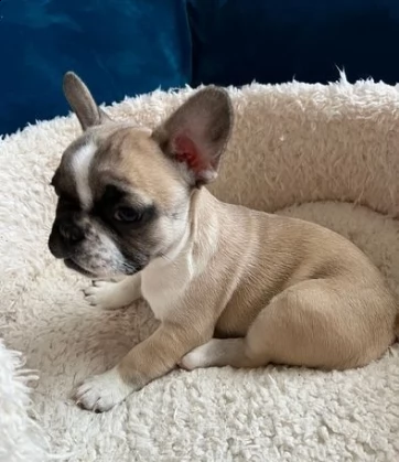 cuccioli di bouledogue francese di razza pura
