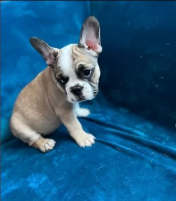 cuccioli di bouledogue francese di razza pura | Foto 0