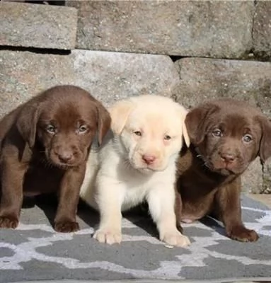 disponibili cuccioli di labrador retriever | Foto 0