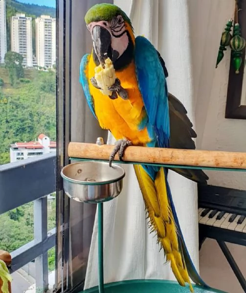 ara ararauna disponibile pronta a colorare le nostre vite per adozione