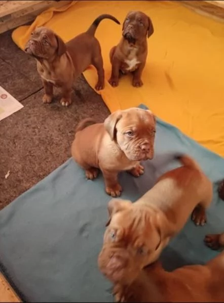 regalo bellissimi maschi e femmine dogue de bordeaux cuccioli,.,.,.,.,