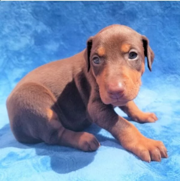 regalo adorabili cuccioli dobermann femminucce e maschietti disponibili,.,.,.,